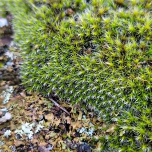 Grimmia sp. at Kowen, ACT - 13 Aug 2022 03:42 PM