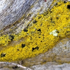 Lichen - crustose at Kowen, ACT - 13 Aug 2022 by trevorpreston