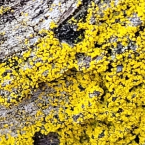 Lichen - crustose at Kowen, ACT - 13 Aug 2022