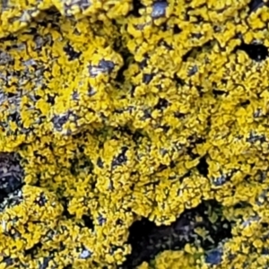 Lichen - crustose at Kowen, ACT - 13 Aug 2022