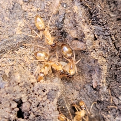 Camponotus sp. (genus) (A sugar ant) at Kowen Escarpment - 13 Aug 2022 by trevorpreston