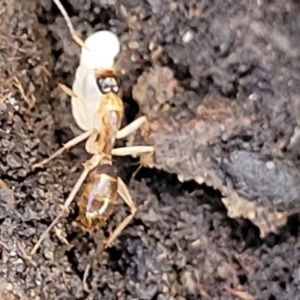 Camponotus sp. (genus) at Kowen, ACT - 13 Aug 2022 03:39 PM