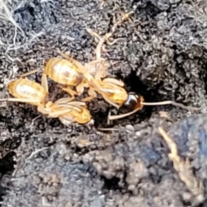 Camponotus sp. (genus) at Kowen, ACT - 13 Aug 2022