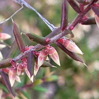 Styphelia fletcheri subsp. brevisepala (Twin Flower Beard-Heath) at Kowen, ACT - 13 Aug 2022 by trevorpreston