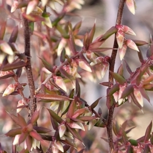 Leucopogon fletcheri subsp. brevisepalus at Kowen, ACT - 13 Aug 2022