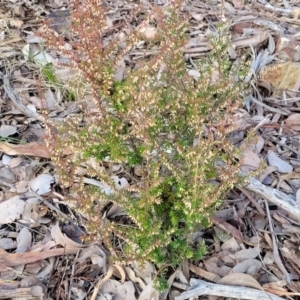 Styphelia fletcheri subsp. brevisepala at Kowen, ACT - 13 Aug 2022