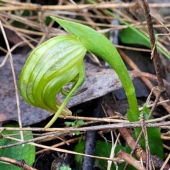 Pterostylis nutans (Nodding Greenhood) at Kowen, ACT - 13 Aug 2022 by trevorpreston