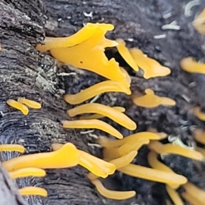 Calocera sp. at Kowen, ACT - 13 Aug 2022