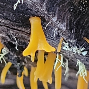 Calocera sp. at Kowen, ACT - 13 Aug 2022