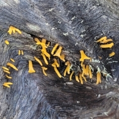 Calocera sp. at Kowen, ACT - 13 Aug 2022