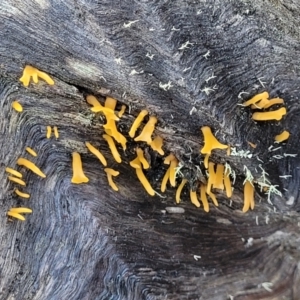 Calocera sp. at Kowen, ACT - 13 Aug 2022