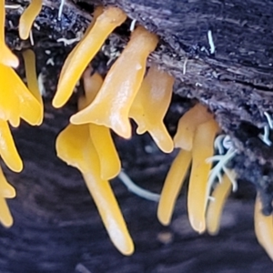 Calocera sp. at Kowen, ACT - 13 Aug 2022