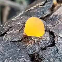 Heterotextus sp. (A yellow saprophytic jelly fungi) at Kowen Escarpment - 13 Aug 2022 by trevorpreston