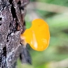 Heterotextus sp. at Kowen, ACT - 13 Aug 2022 03:17 PM