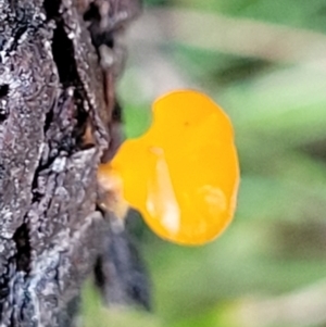 Heterotextus sp. at Kowen, ACT - 13 Aug 2022 03:17 PM