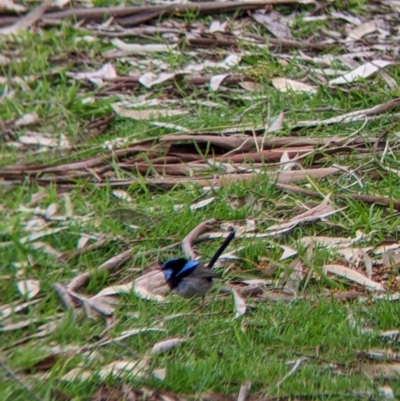 Malurus cyaneus (Superb Fairywren) at Splitters Creek, NSW - 13 Aug 2022 by Darcy