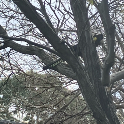 Zanda funerea (Yellow-tailed Black-Cockatoo) at Hughes, ACT - 13 Aug 2022 by KL