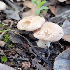 zz agaric (stem; gills white/cream) at Kowen Escarpment - 13 Aug 2022 by trevorpreston