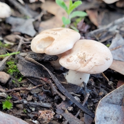 zz agaric (stem; gills white/cream) at Kowen Escarpment - 13 Aug 2022 by trevorpreston