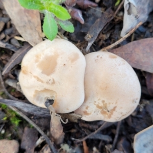 zz agaric (stem; gills white/cream) at Kowen, ACT - 13 Aug 2022