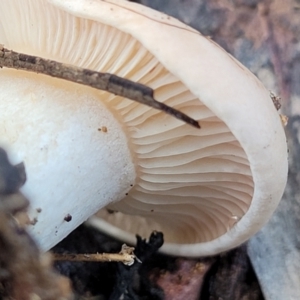 zz agaric (stem; gills white/cream) at Kowen, ACT - 13 Aug 2022