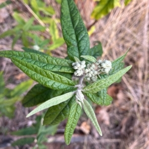 Olearia lirata at Hughes, ACT - 12 Aug 2022 01:17 PM