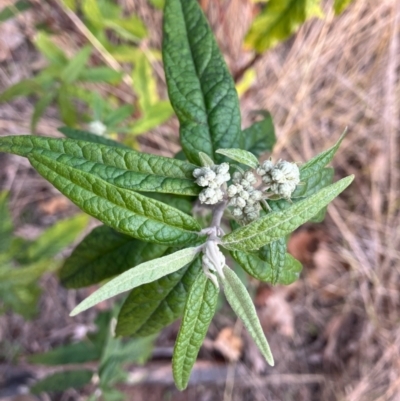 Olearia lirata (Snowy Daisybush) at Hughes, ACT - 12 Aug 2022 by KL