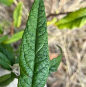 Olearia lirata at Hughes, ACT - 12 Aug 2022 01:17 PM