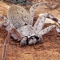 Isopedella pessleri at Kowen Escarpment - 13 Aug 2022