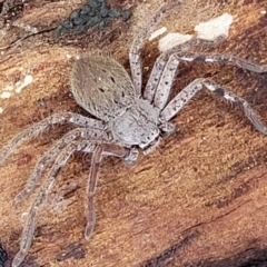 Isopedella pessleri at Kowen Escarpment - 13 Aug 2022