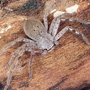 Isopedella pessleri at Kowen Escarpment - 13 Aug 2022