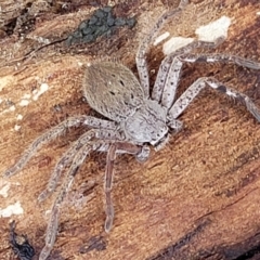 Isopedella pessleri at Kowen Escarpment - 13 Aug 2022 03:14 PM