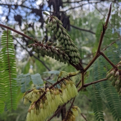 Paraserianthes lophantha subsp. lophantha (Cape Wattle) at West Albury, NSW - 13 Aug 2022 by Darcy