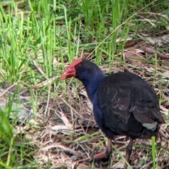 Porphyrio melanotus (Australasian Swamphen) at West Albury, NSW - 13 Aug 2022 by Darcy