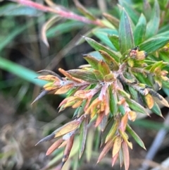 Grevillea sp. (Grevillea) at Hughes, ACT - 13 Aug 2022 by KL