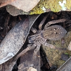 Mituliodon tarantulinus (Prowling Spider) at Kowen Escarpment - 13 Aug 2022 by trevorpreston