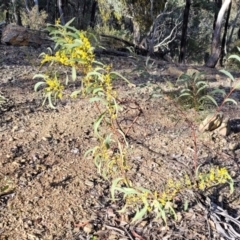 Acacia rubida at Kowen, ACT - 13 Aug 2022