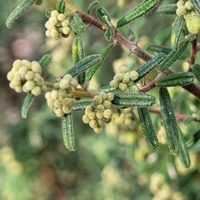 Pomaderris angustifolia (Pomaderris) at Kowen Escarpment - 13 Aug 2022 by trevorpreston