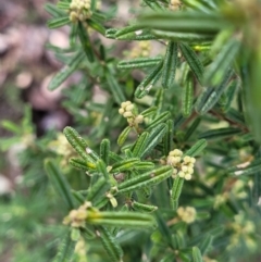 Pomaderris angustifolia at Kowen, ACT - 13 Aug 2022