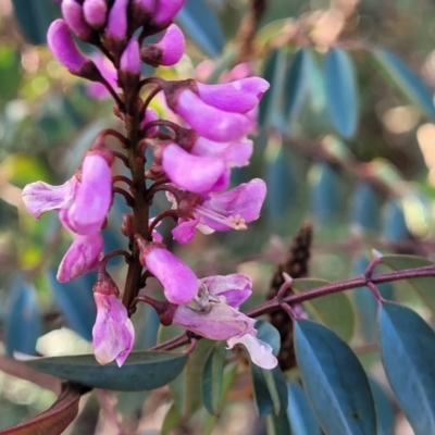 Indigofera australis subsp. australis (Australian Indigo) at Kowen Escarpment - 13 Aug 2022 by trevorpreston