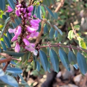 Indigofera australis subsp. australis at Kowen, ACT - 13 Aug 2022