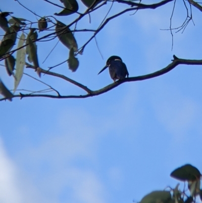 Ceyx azureus (Azure Kingfisher) at West Albury, NSW - 13 Aug 2022 by Darcy