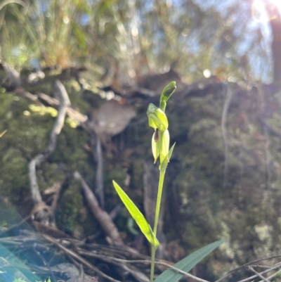 Bunochilus umbrinus (Broad-sepaled Leafy Greenhood) at Acton, ACT - 13 Aug 2022 by chromo