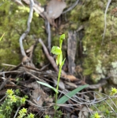 Bunochilus umbrinus at suppressed - 13 Aug 2022