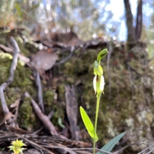 Bunochilus umbrinus (ACT) = Pterostylis umbrina (NSW) at suppressed - suppressed