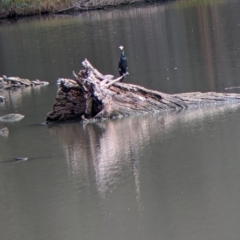 Phalacrocorax carbo (Great Cormorant) at West Albury, NSW - 13 Aug 2022 by Darcy