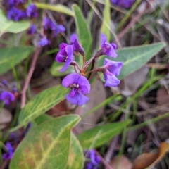 Hardenbergia violacea (False Sarsaparilla) at East Albury, NSW - 13 Aug 2022 by Darcy