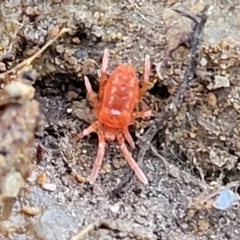 Trombidiidae (family) (Red velvet mite) at Kowen, ACT - 13 Aug 2022 by trevorpreston