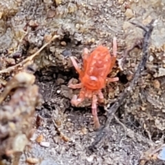 Trombidiidae (family) at Kowen, ACT - 13 Aug 2022