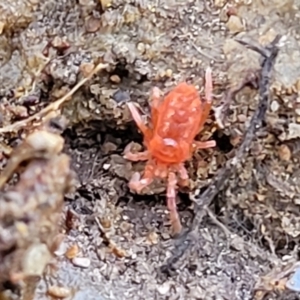 Trombidiidae (family) at Kowen, ACT - 13 Aug 2022